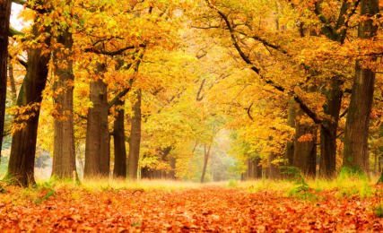 Start herfstvakantie
